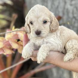 Girl 2 - Cream Goldendoodle puppy in Bradenton, Florida from Doodle Acres