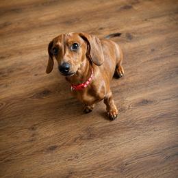 Tucker AKC - Dapple male Dachshund puppy in Coweta, Oklahoma from Sunnyside Dachshunds