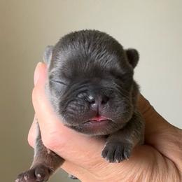 Harry - Blue male French Bulldog puppy in Redway, California from Lost Coast French Bulldogs