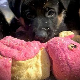 Agent 355 - Black and red female German Shepherd puppy in Parkfield, California from Varian Kennels