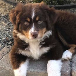 Australian Shepherds from Cherokee Creek Aussies
