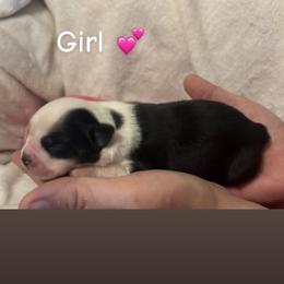 Girl two - Black & white female Miniature Australian Shepherd puppy in Colbert, Georgia from Deep South Aussie's