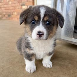 Hattie - Blue female Pembroke Welsh Corgi puppy in Paradise, Texas from Corgis in Paradise