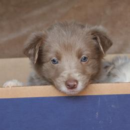 Taylor - AKC Reg - Lilac female Border Collie puppy in Courtland, Alabama from C Bar C Ranch Border Collies