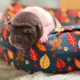 Juniper - White female Chinese Shar-Pei puppy in Lenoir, North Carolina from Peitato Chips