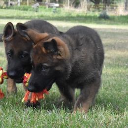 German Shepherd Puppies from Kruegerhaus German Shepherds