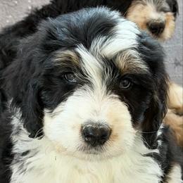 Mittens - Tri-color male Bernedoodle puppy in Beecher, Illinois from Erica’s Doodles