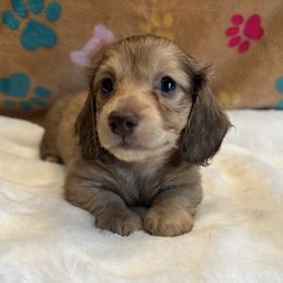 Dachshund Puppies from Jen's Doxie Den