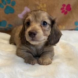 Dachshund Puppies from Jen's Doxie Den