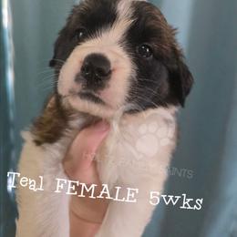Teal FEMALE - White and brown female Saint Bernard puppy in Kaukauna, Wisconsin from Holtz Family Saints