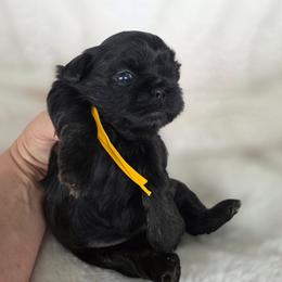 Rosalie - Black female Shih Tzu puppy in Waynesboro, Pennsylvania from Big Win Shih Tzus