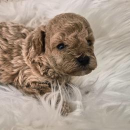 Blaze - Cream male Poodle puppy in Chandler, Arizona from Fabi Poodle