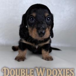 BLACKJACK - Black and tan male Dachshund puppy in Alto, Texas from Double W Doxies