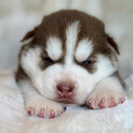 Male 2 - Red and white male Siberian Husky puppy in (Formally Lake Lillian, Minnesota) Old Fort, North Carolina from Antler Creek Siberians