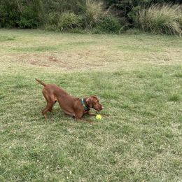 Vizsla All Grown Up from Alaea Farm & Kennel