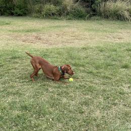 Vizsla All Grown Up from Alaea Farm & Kennel