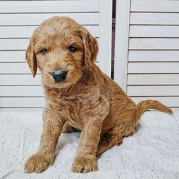 Stevens - Cream male Goldendoodle puppy in Everett, Washington from Big Top Doodles
