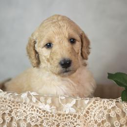 Sally - Apricot female Goldendoodle puppy in Seffner, Florida from Gold Diamond Pup