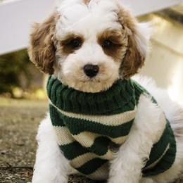 Rozz - Parti male Poodle puppy in Etna Green, Indiana from Perfect Match Poodles