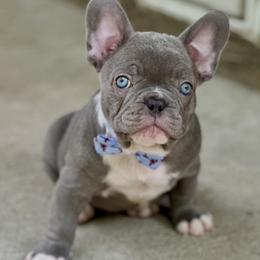 Maverick - Blue male French Bulldog puppy in Pine Township, Pennsylvania from BlueCairo Frenchies