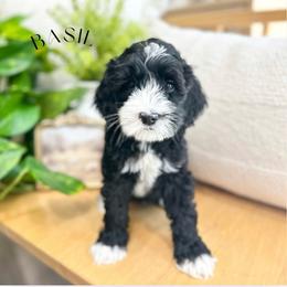 Basil - Black and chalk male Australian Labradoodle puppy in Palmdale, California from Heavenly Doodles