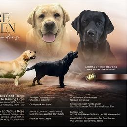 Girl 1 - Yellow female Labrador Retriever puppy in Camden, Tennessee from Pure Heaven Labs