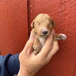 Skor - Apricot female Poodle puppy in St. Johnsbury, Vermont from Poodles of the Northern Woods