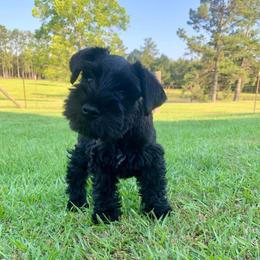 Miniature Schnauzer Puppies from Du Lac Miniature Schnauzers