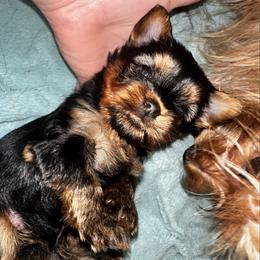 Timothy - Blue and gold male Yorkshire Terrier puppy in Cape Coral, Florida from Katherine’s Yorkies and Poodles