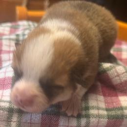 Nacho - Red male Pembroke Welsh Corgi puppy in Griffin, Georgia from Rollnoaks & Cottontail AKC Pembroke Welsh Corgis