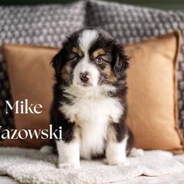 MIKE WAZOWSKI - Black tri male Miniature American Shepherd puppy in Puyallup, Washington from FERGI’S GEMINI MAS