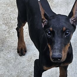 Doberman Pinschers from Heyne Kennels