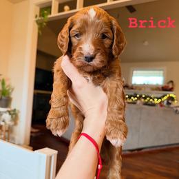 Brick - Red  male Goldendoodle puppy in Olympia, Washington from Salt and Sage Doodles
