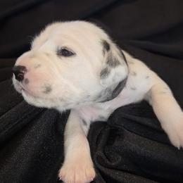 Boy 2 - male Dalmatian puppy in Spring Branch, Texas from D'vine Dalmatians