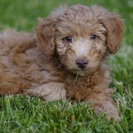 Tuffy - Apricot male Goldendoodle puppy in Augusta, West Virginia from Creation Goldedoodles