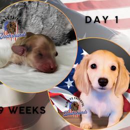 Dachshund Puppies from Always Faithful Dachshunds