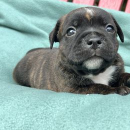 Atreyu - Brindle male Staffordshire Bull Terrier puppy in Houston, Texas from Breaking Bad Staffords