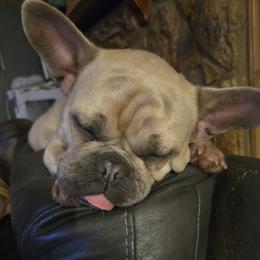 Burtie - French Bulldog