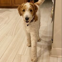 Cockapoos, Cocker Spaniels, and Goldendoodles from MyKy Puppies