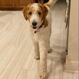 Cockapoos, Cocker Spaniels, and Goldendoodles from MyKy Puppies