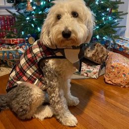Hazel - Sheepadoodle