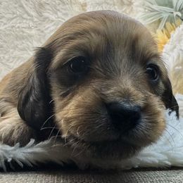Rojo - Wild boar male Dachshund puppy in Rio Linda, California from Destiny's Mini Doxies