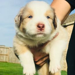 Australian Shepherd Puppies from Boise Aussie Paws