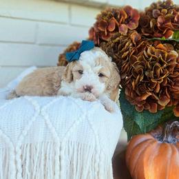 Cashmere - Yellow and white female Bernedoodle puppy in Russell Springs, Kentucky from 270 Doodles