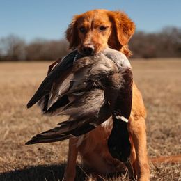 Piper - Golden Retriever