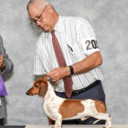 Dachshunds from Ransum Kennels