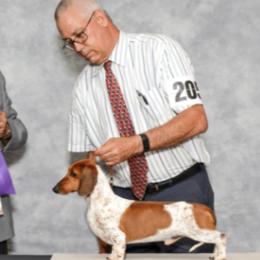 Dachshunds from Ransum Kennels