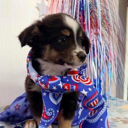 Girl 1 - Black tri female Miniature Australian Shepherd puppy in Arcadia, Indiana from Sunset Cowgirl Mini Aussies