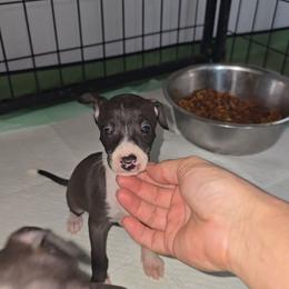 Small Blaze Boy - Seal male Italian Greyhound puppy in Frostproof, Florida from Quality Italian Greyhounds