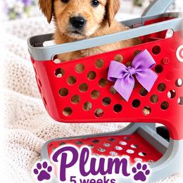 Purple Plum - Dark golden female Golden Retriever puppy in Apple Valley, California from Frankly Golden